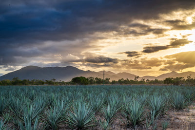 Act Of Treason Reposado Agave Spirit Matured In NED Barrels